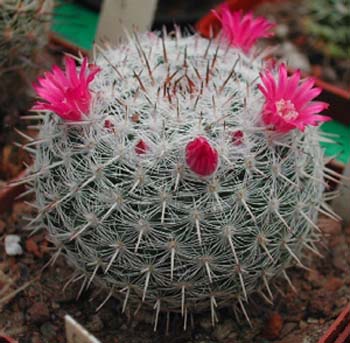 Mammillaria Albata 1 3x3