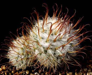Mammillaria Bombycina 1 3x3