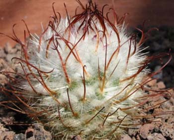 Mammillaria Bombycina 2 3x3