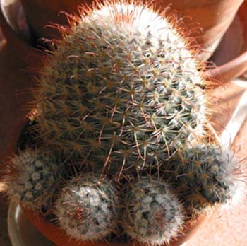 Mammillaria Bombycina 4 3x3