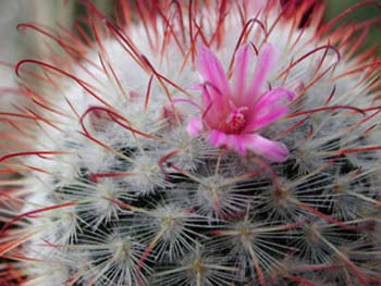 Mammillaria Bombycina 5 3x3