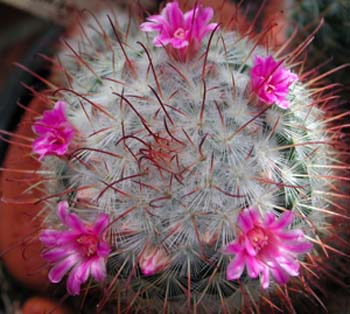 Mammillaria Bombycina 6 3x3