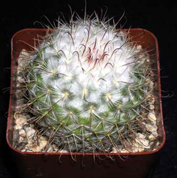 Mammillaria Bombycina 7 3x3