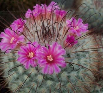 Mammillaria Bombycina 8 3x3