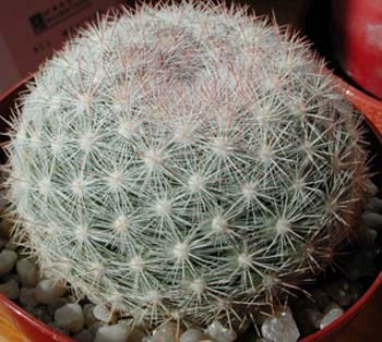 Mammillaria Candida 1 3x3