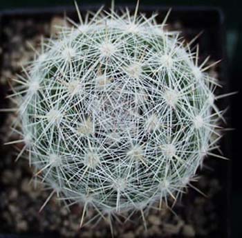 Mammillaria Candida 2 3x3