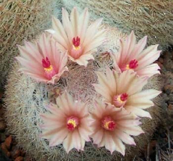 Mammillaria Candida 3 3x3