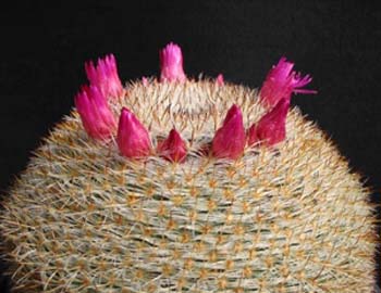Mammillaria Elegans 1 3x3