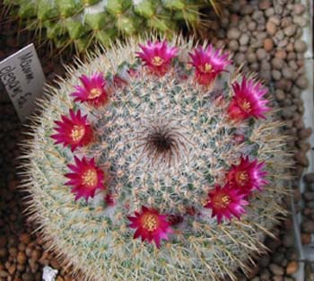 Mammillaria Elegans 2 3x3
