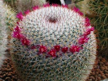 Mammillaria Elegans 3 3x3