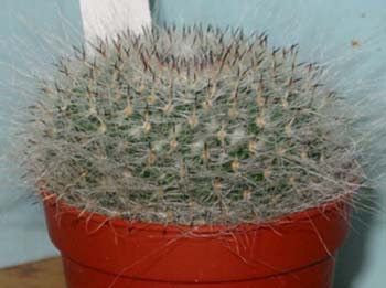 Mammillaria Hahniana 1 3x3