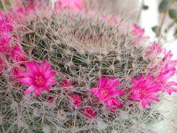 Mammillaria Hahniana 2 3x3