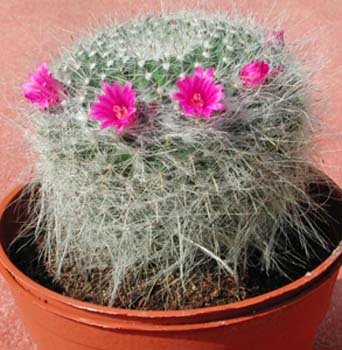 Mammillaria Hahniana 3 3x3