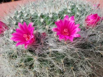 Mammillaria Hahniana 4 3x3