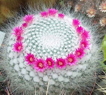 Mammillaria Hahniana 6 3x3