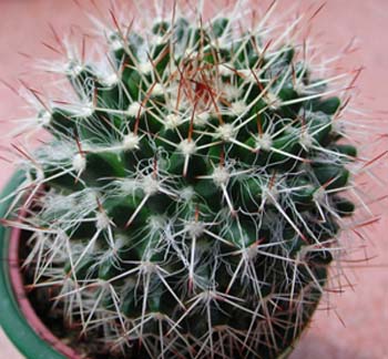 Mammillaria Karwinskiana 2 3x3