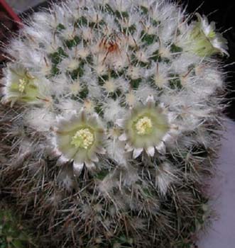 Mammillaria Karwinskiana 3 3x3