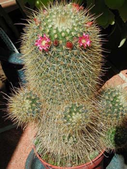 Mammillaria Magnifica 1 3x3