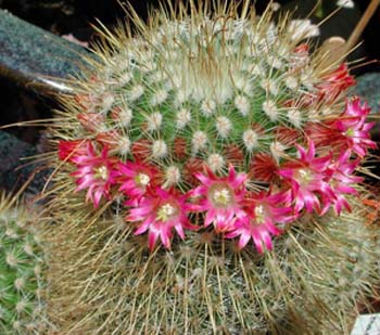 Mammillaria Magnifica 2 3x3
