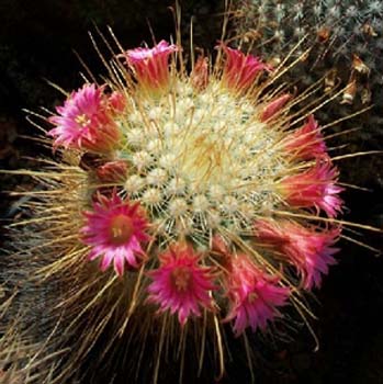 Mammillaria Magnifica 3 3x3