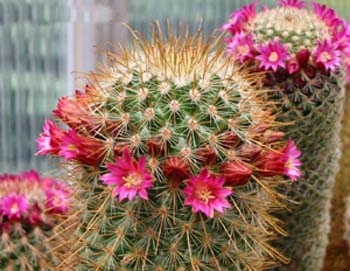 Mammillaria Magnifica 4 3x3