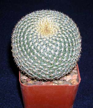 Mammillaria Muehlenpfordtii 1 3x3