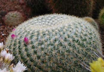Mammillaria Muehlenpfordtii 3 3x3