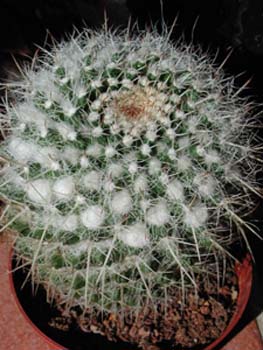 Mammillaria Nejapensis 1 3x3