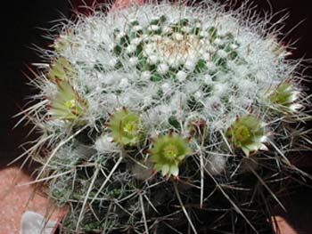 Mammillaria Nejapensis 2 3x3