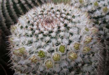 Mammillaria Nejapensis 4 3x3