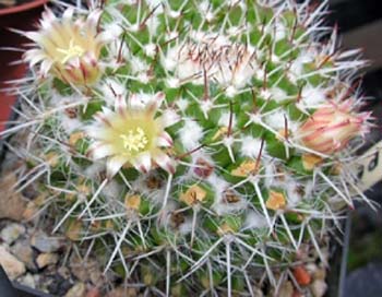 Mammillaria Nejapensis 5 3x3
