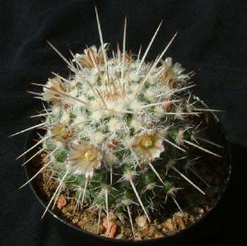 Mammillaria Nejapensis 6 3x3