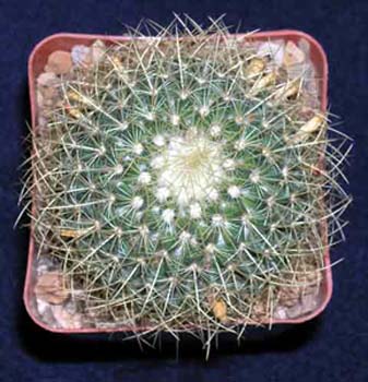 Mammillaria Pringlei 1 3x3