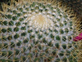 Mammillaria Pringlei 2 3x3