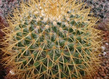 Mammillaria Pringlei 3 3x3