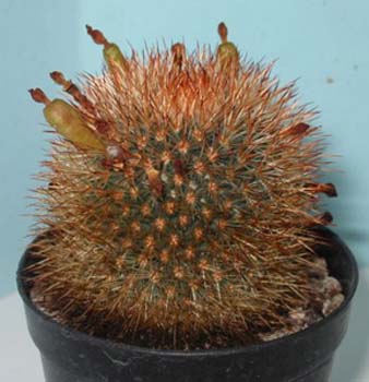 Mammillaria Spinosissima 1 3x3
