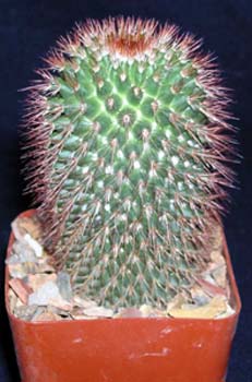 Mammillaria Spinosissima 3 3x3