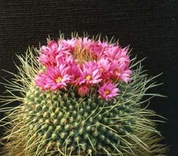 Mammillaria Spinosissima 4 3x3