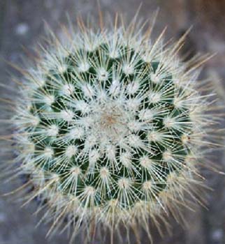 Mammillaria Spinosissima 5 3x3
