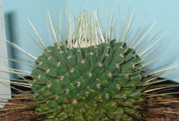 Mammillaria Spinosissima un pico 1 3x3