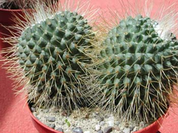 Mammillaria Spinosissima un pico 2 3x3