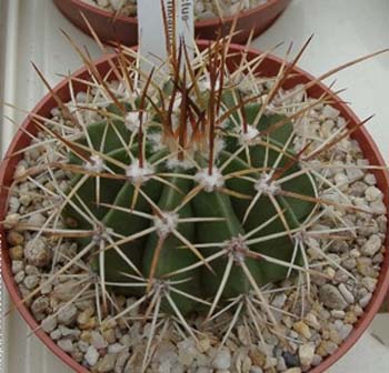 Melocactus Bahiensis 1 3x3