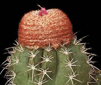 Melocactus Bahiensis 2 3x3