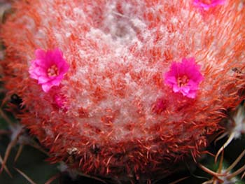 Melocactus Matanzanus 2 3x3