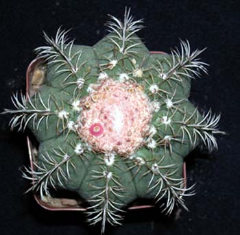 Melocactus Matanzanus 3 3x3