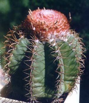Melocactus Matanzanus 4 3x3