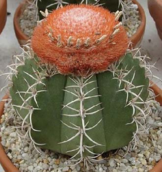 Melocactus Matanzanus 5 3x3