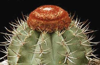 Melocactus Maxonii 1 3x3