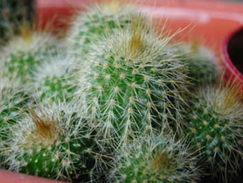 Notocactus Leninghaussii 1 3x3
