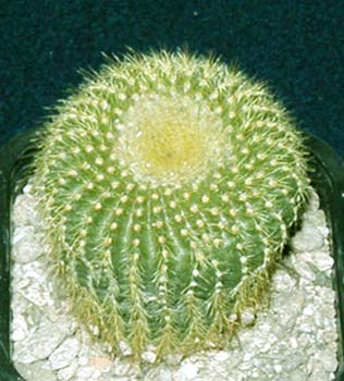 Notocactus Leninghaussii 2 3x3